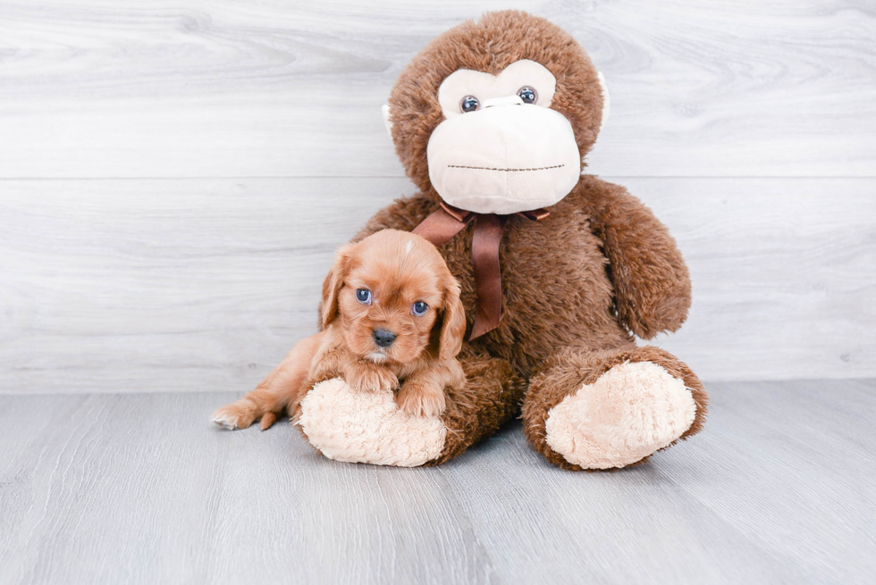 Smart Cavalier King Charles Spaniel Purebred Puppy