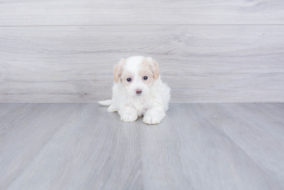 Maltipoo Pup Being Cute