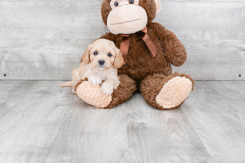 Petite Cavapoo Poodle Mix Pup