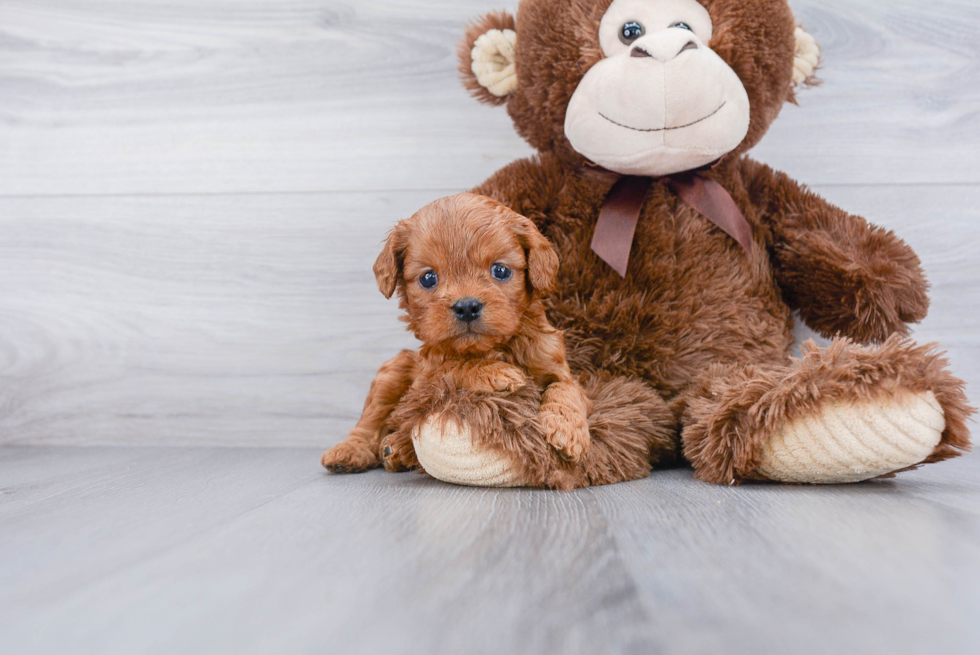 Playful Cavoodle Poodle Mix Puppy