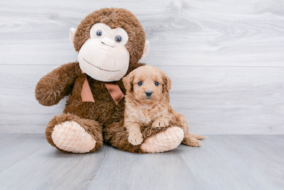 Mini Goldendoodle Pup Being Cute