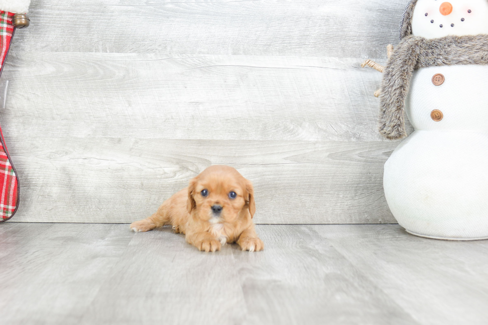 Best Cavalier King Charles Spaniel Baby