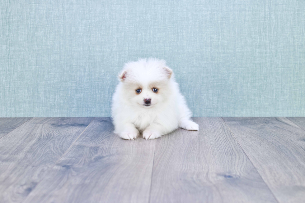 Pomeranian Puppy for Adoption