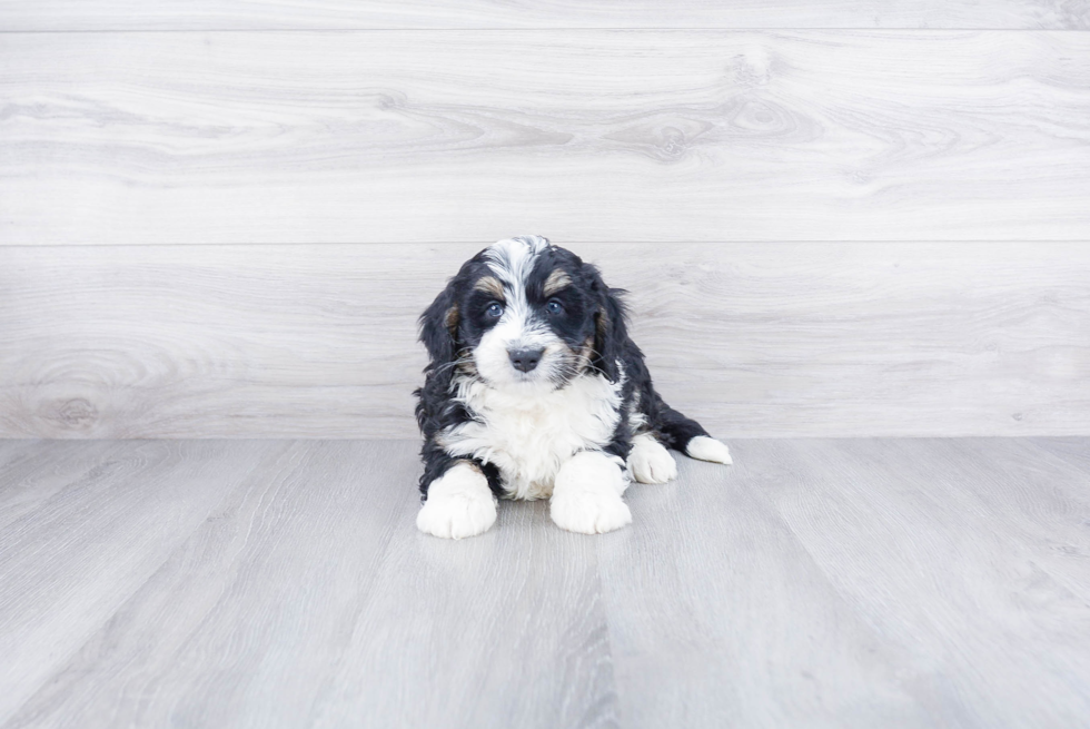 Cute Mini Bernedoodle Baby