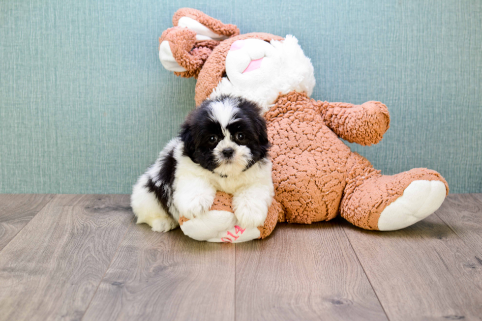 Happy Teddy Bear Baby