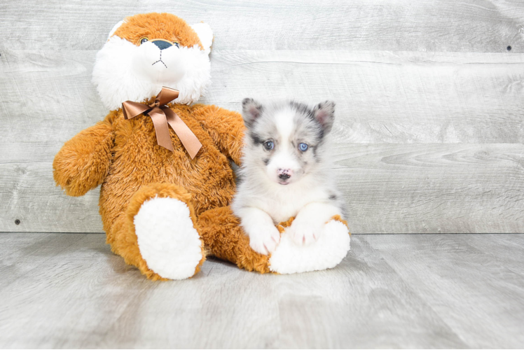 Pomsky Puppy for Adoption