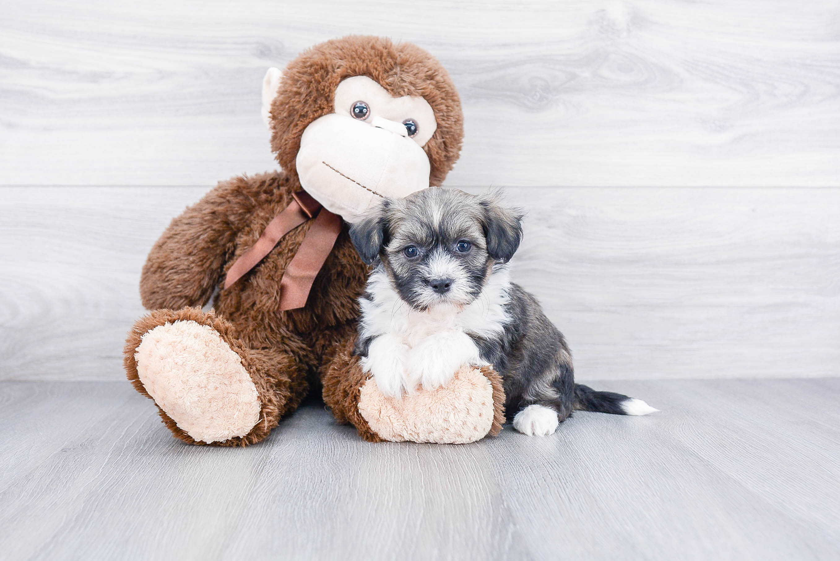 Playful Havanese Purebred Pup