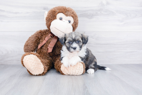 Playful Havanese Purebred Pup