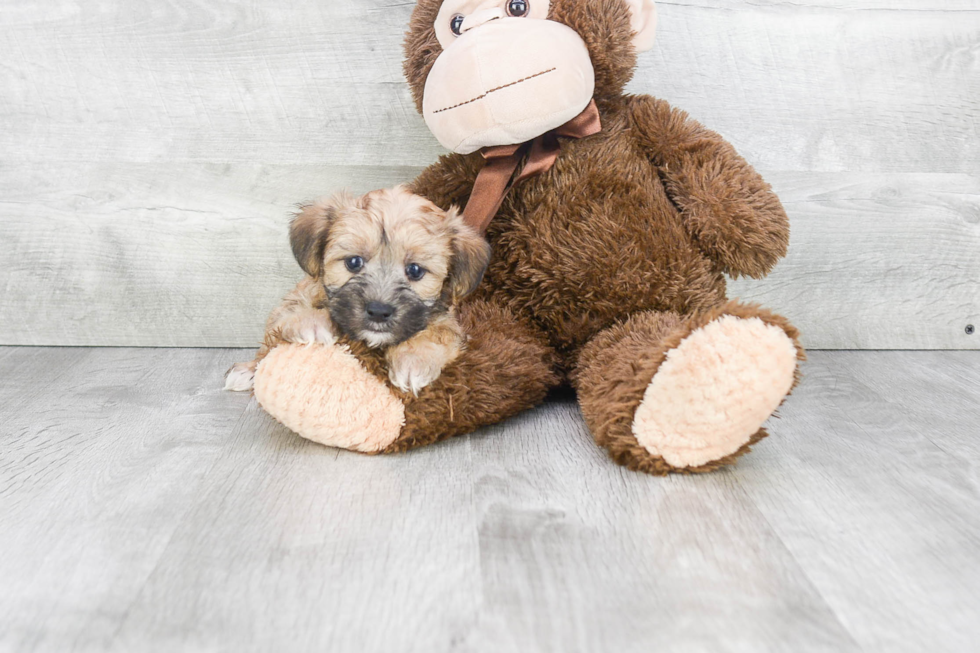 Playful Yorkie Designer Puppy