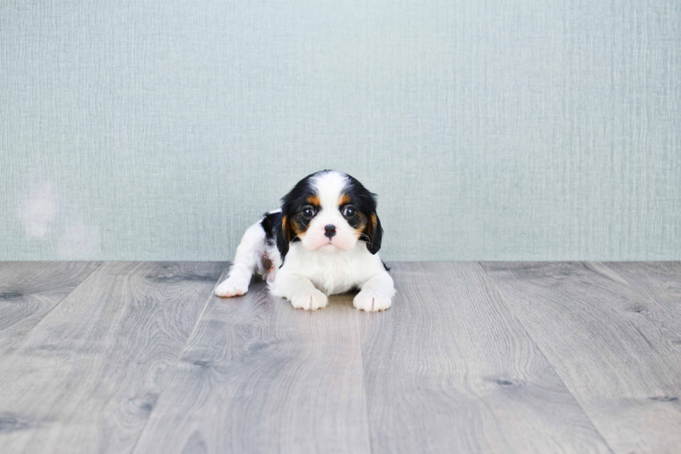 Best Cavalier King Charles Spaniel Baby