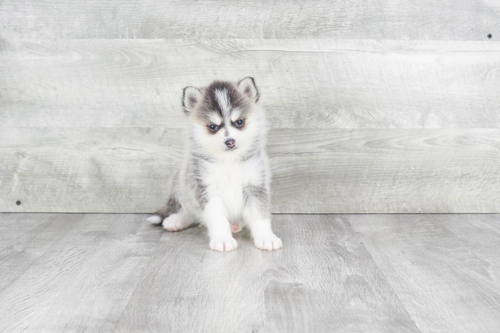 Best Pomsky Baby