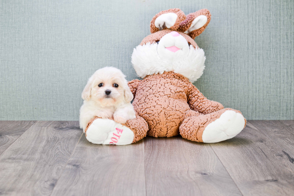 Cavachon Pup Being Cute