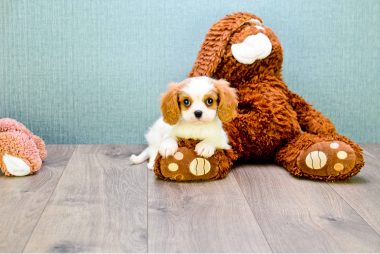 Friendly Cavalier King Charles Spaniel Baby