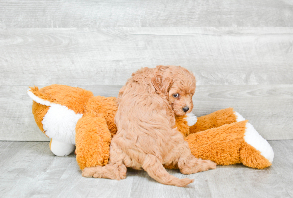 Cavapoo Puppy for Adoption