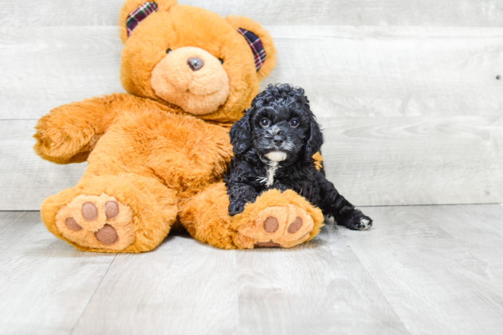 Cavapoo Pup Being Cute