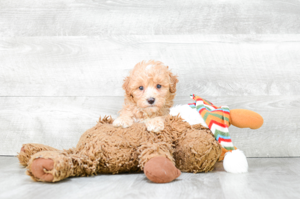 Best Maltipoo Baby