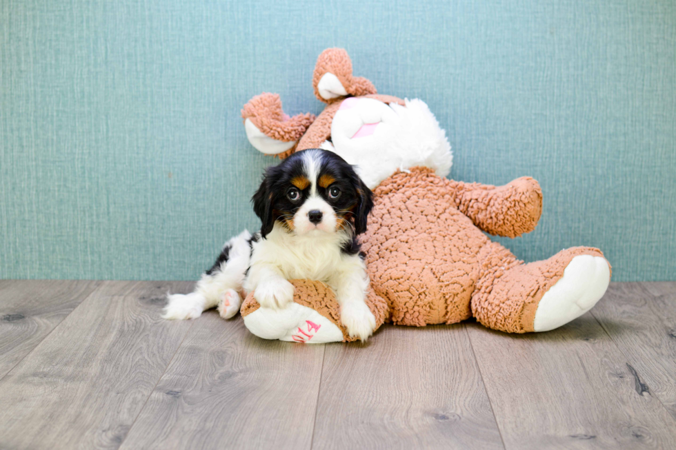 Cavalier King Charles Spaniel Pup Being Cute