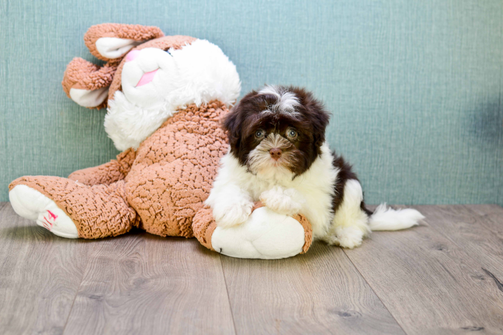 Adorable Havanese Purebred Puppy