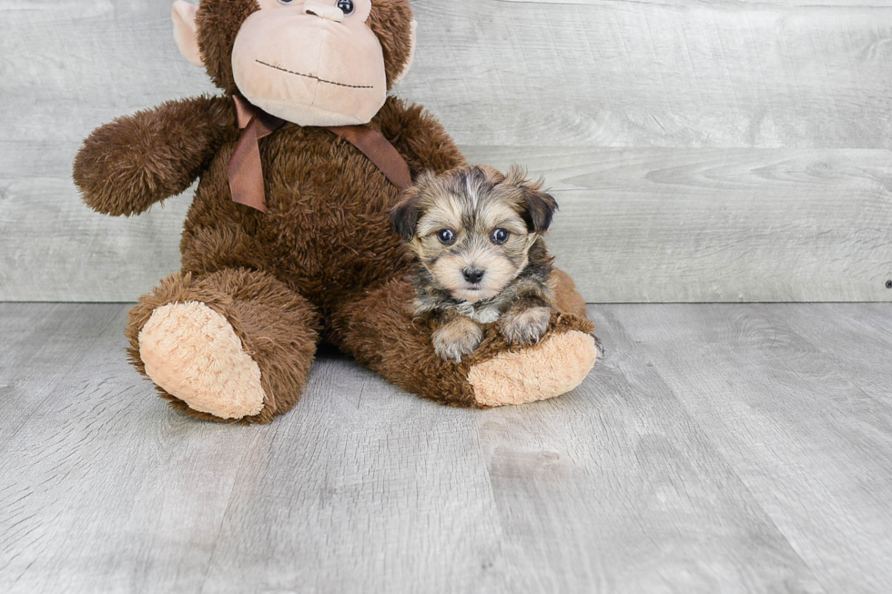 Best Morkie Baby