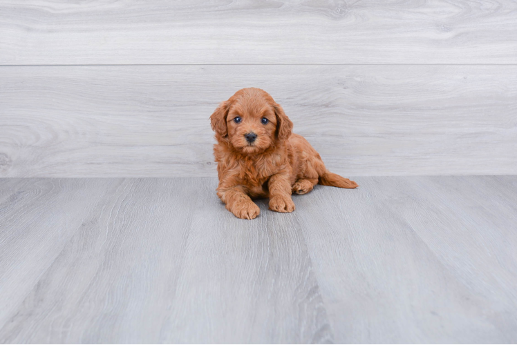 Mini Goldendoodle Puppy for Adoption