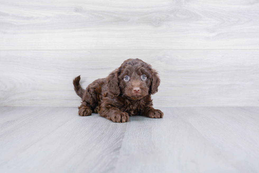 Little Golden Retriever Poodle Mix Puppy