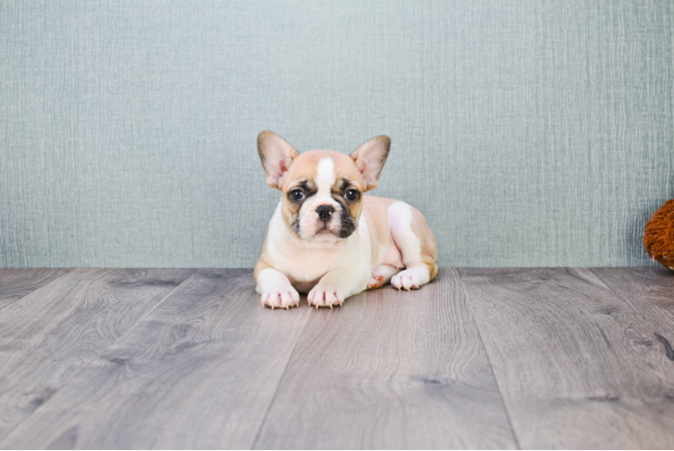 Akc Registered French Bulldog Baby