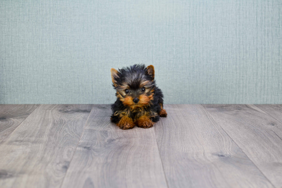 Meet Ronaldo - our Yorkshire Terrier Puppy Photo 