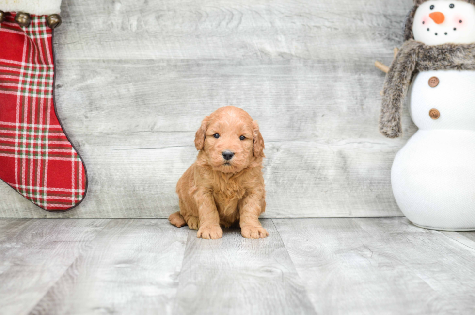 Mini Goldendoodle Pup Being Cute