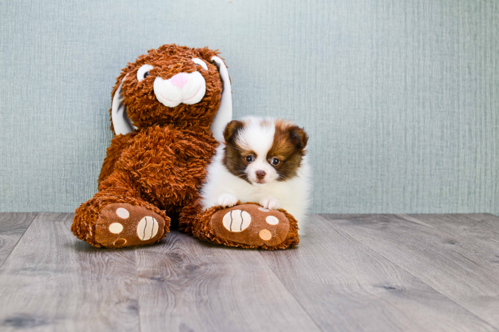 Sweet Pomeranian Purebred Puppy