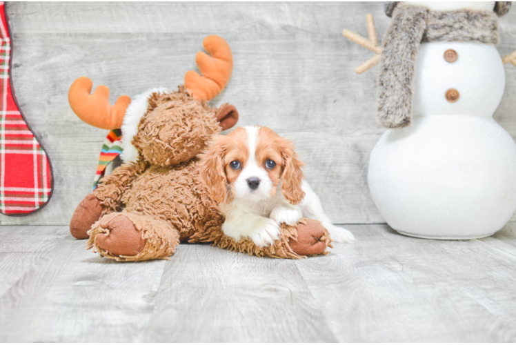 Best Cavalier King Charles Spaniel Baby