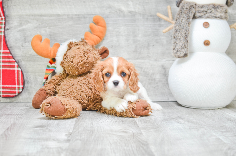 Best Cavalier King Charles Spaniel Baby