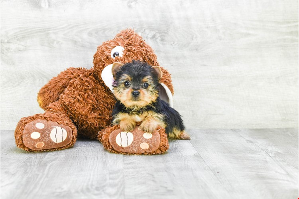 Meet Stevo - our Yorkshire Terrier Puppy Photo 