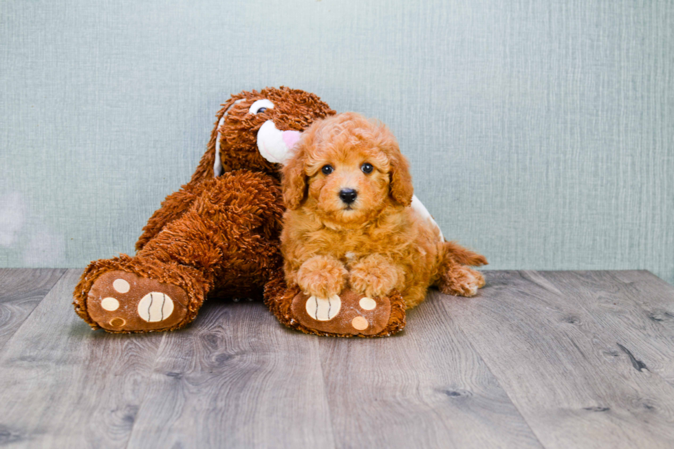 Adorable Cavoodle Poodle Mix Puppy