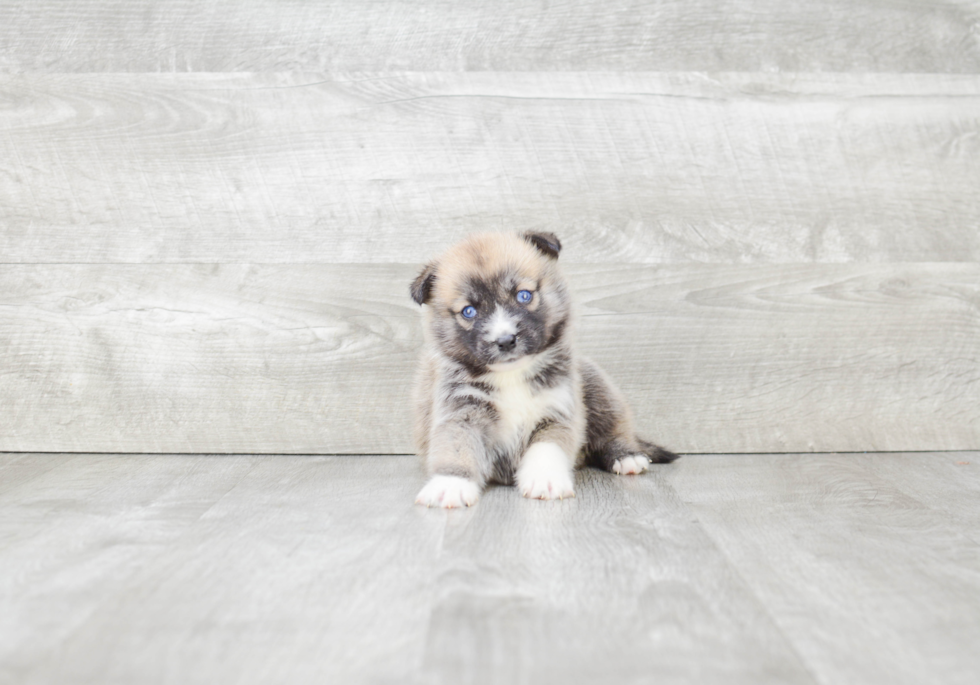 Playful Mini Husky Designer Puppy