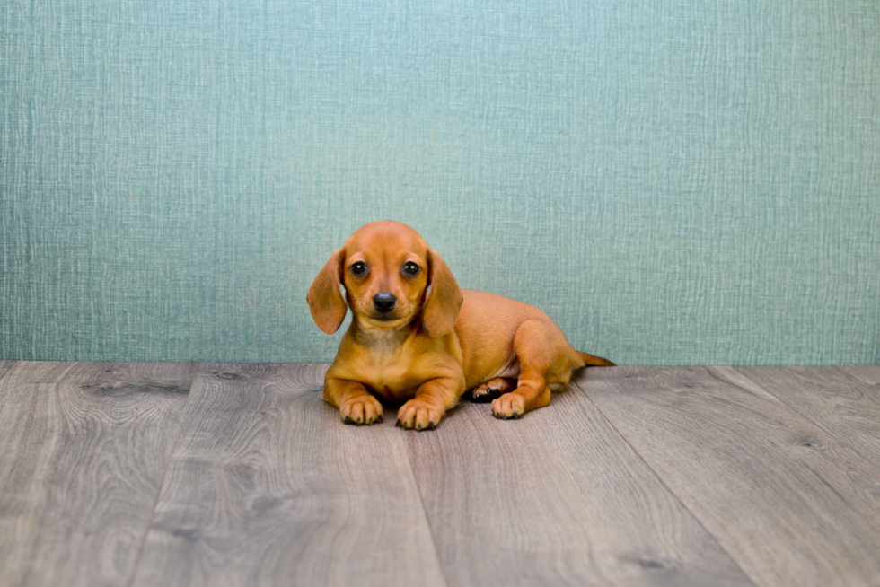 Dachshund Puppy for Adoption