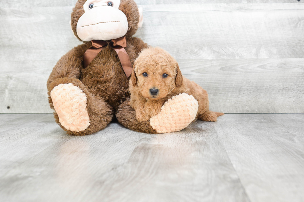 Happy Mini Goldendoodle Baby