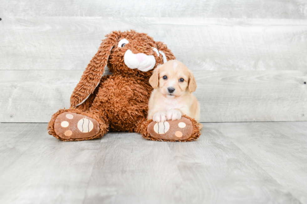 Cavachon Puppy for Adoption