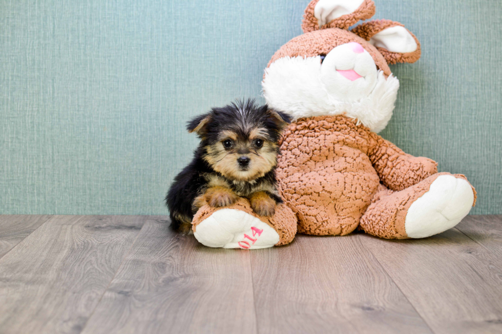 Morkie Puppy for Adoption