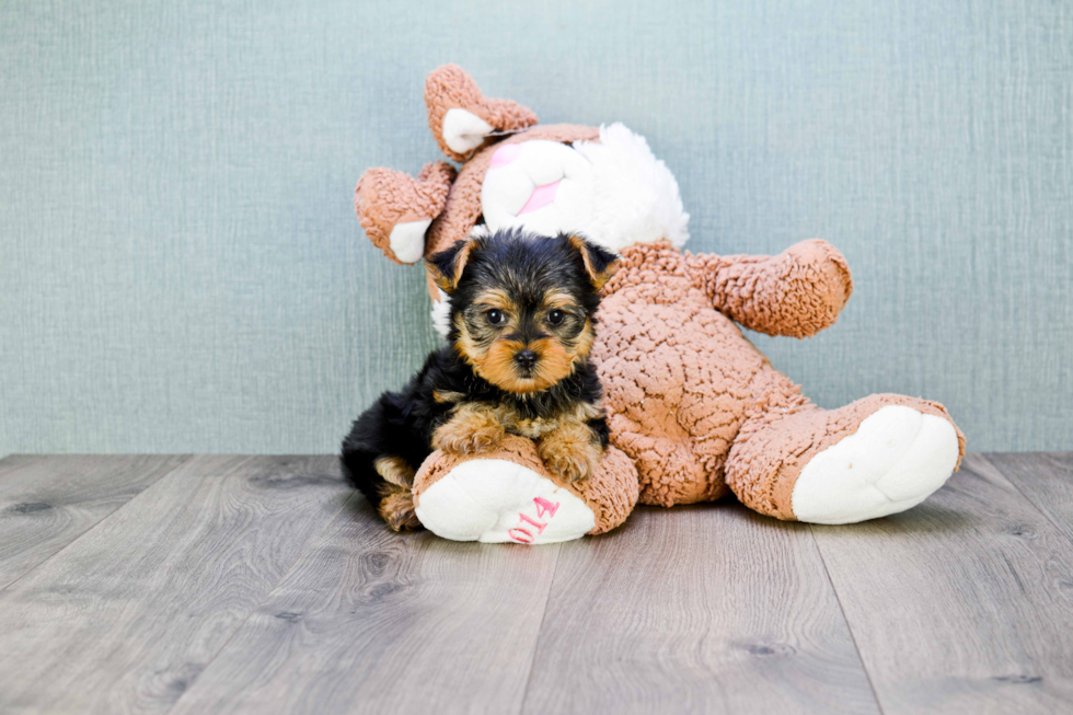 Meet Izzie - our Yorkshire Terrier Puppy Photo 