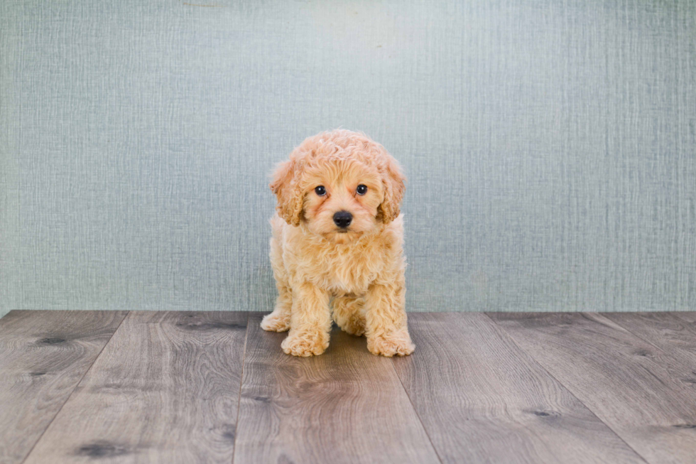 Mini Goldendoodle Puppy for Adoption