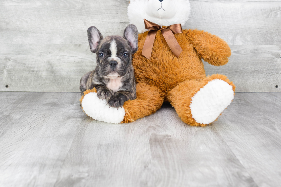 Popular French Bulldog Baby