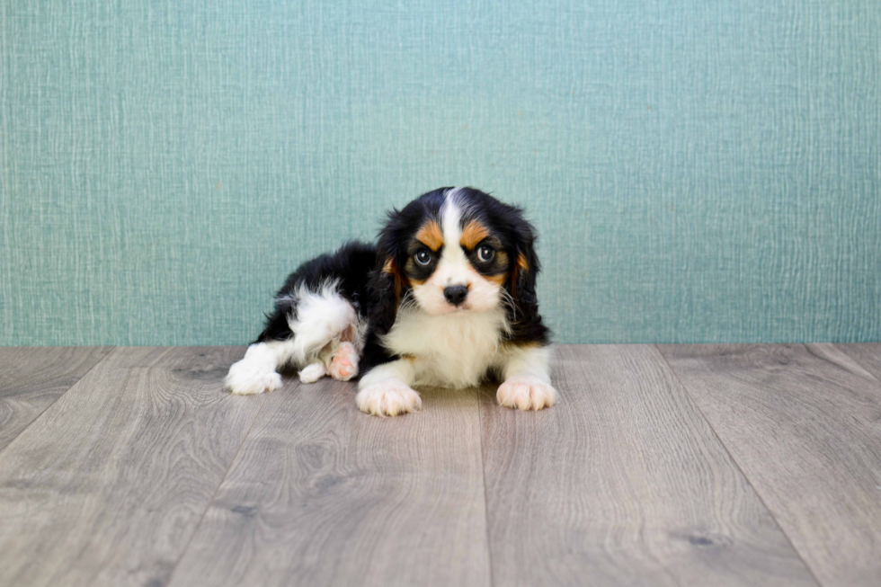 Best Cavalier King Charles Spaniel Baby