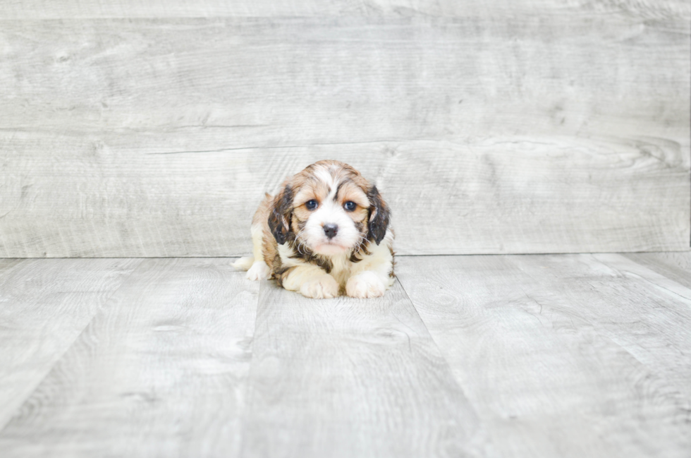 Cavapoo Pup Being Cute