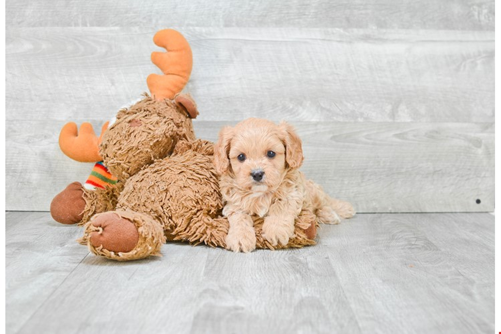 Petite Cavapoo Poodle Mix Pup