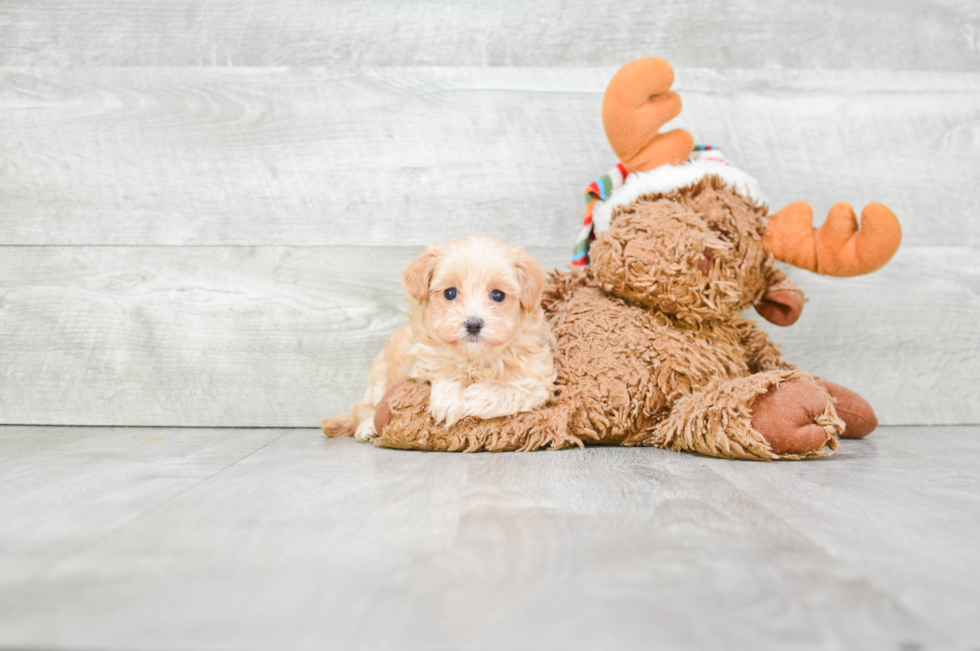 Playful Maltepoo Poodle Mix Puppy