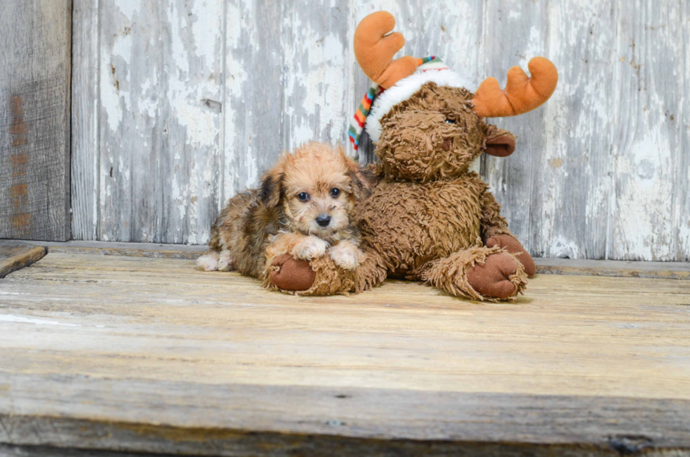 Morkie Puppy for Adoption