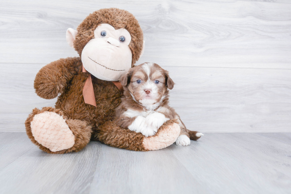 Small Teddy Bear Baby
