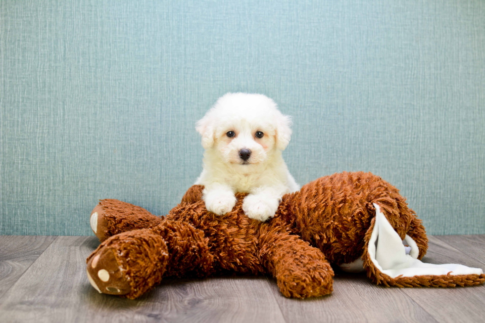 Bichon Frise Puppy for Adoption