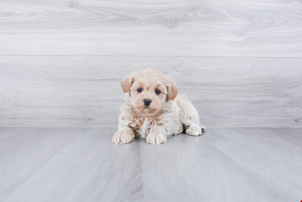 Energetic Maltepoo Poodle Mix Puppy