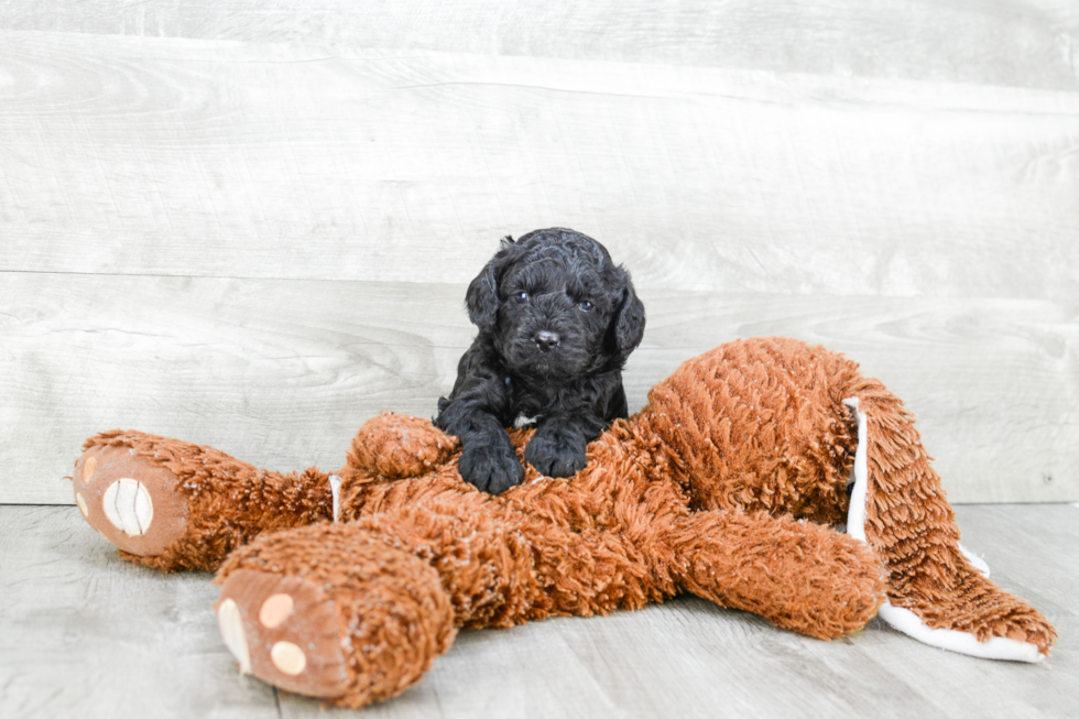 Hypoallergenic Cavoodle Poodle Mix Puppy